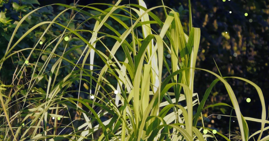 Powerful Benefits of Lemongrass